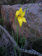 Image of Gladiolus comptonii G. J. Lewis