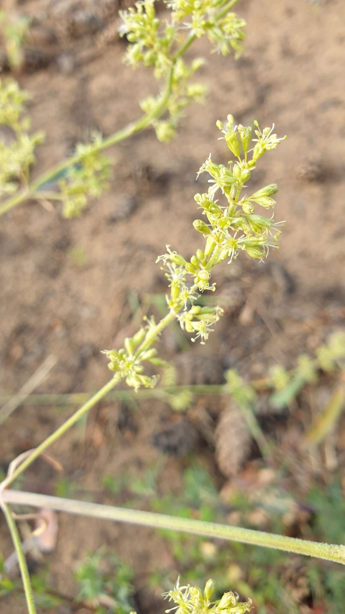 Image of Silene borysthenica (Gruner) Walters