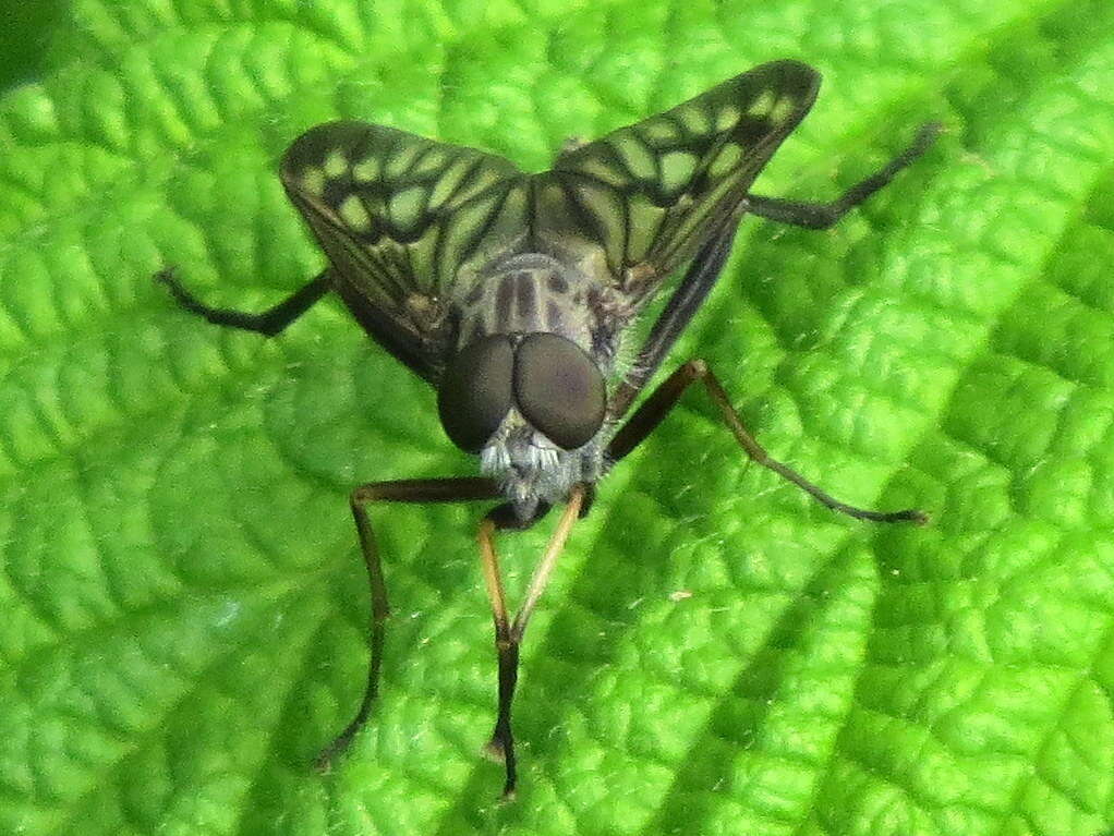 Image of Common Snipe Fly