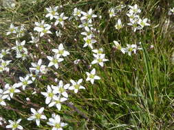 Image of Minuartia recurva (All.) Schinz & Thell.