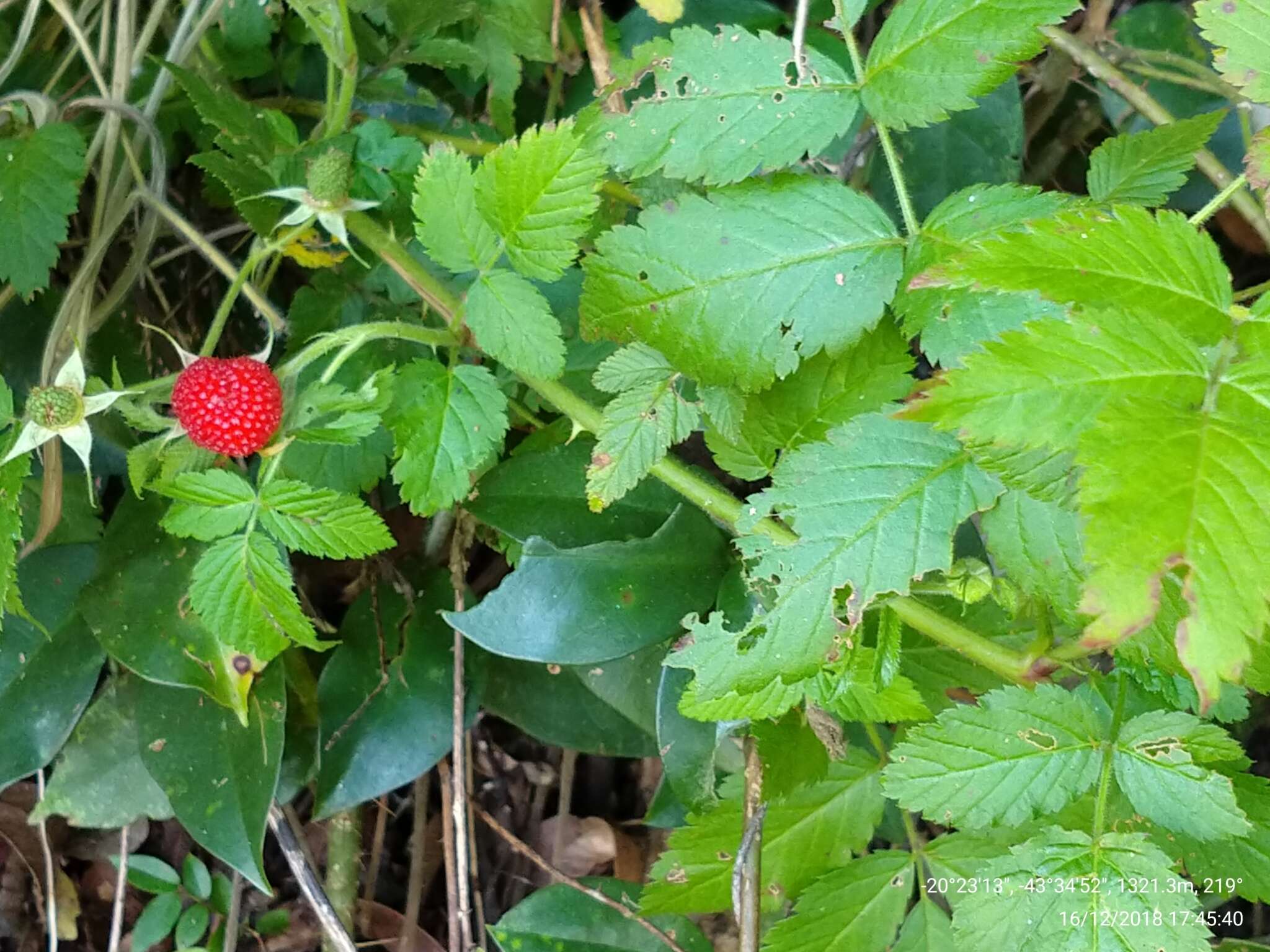 Image of West Indian raspberry