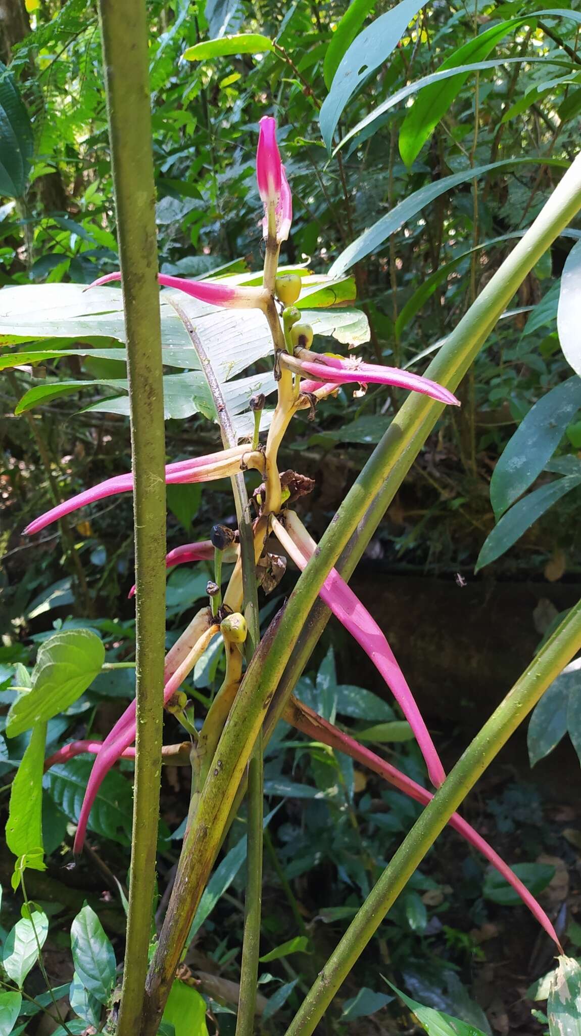 Image of Heliconia aemygdiana Burle-Marx