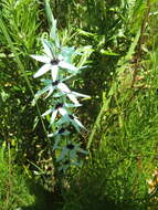 Image of Turquoise Ixia