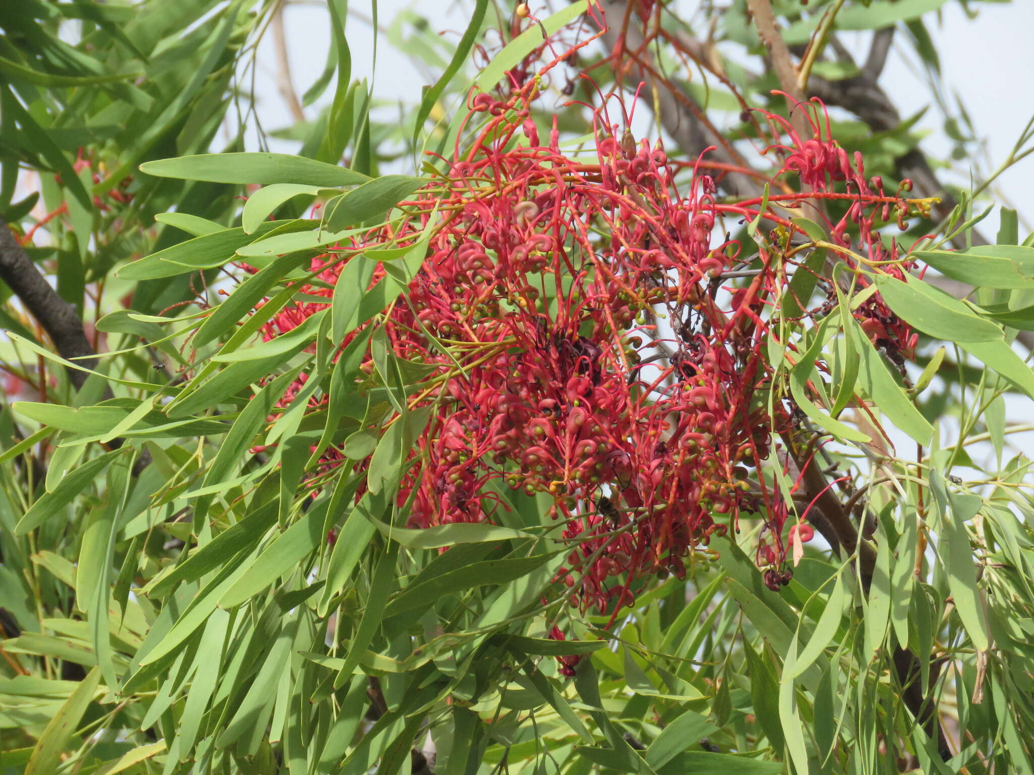 Image of Grevillea heliosperma R. Br.