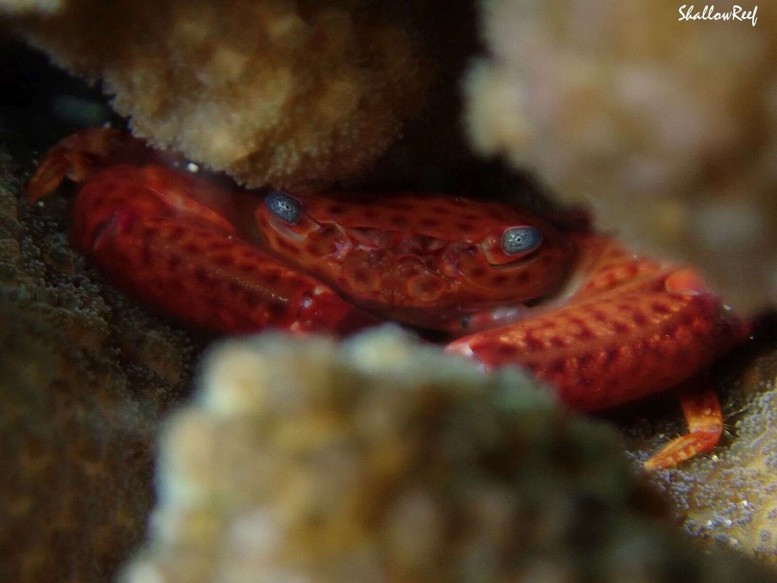 Image of common guard crab