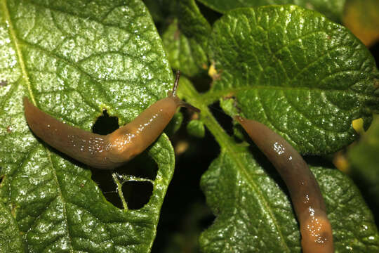 Image of field slug