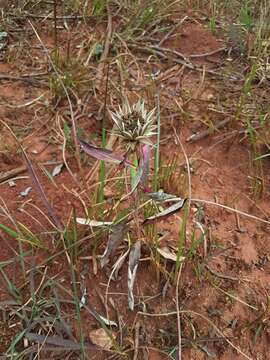 Image of Macledium zeyheri subsp. zeyheri