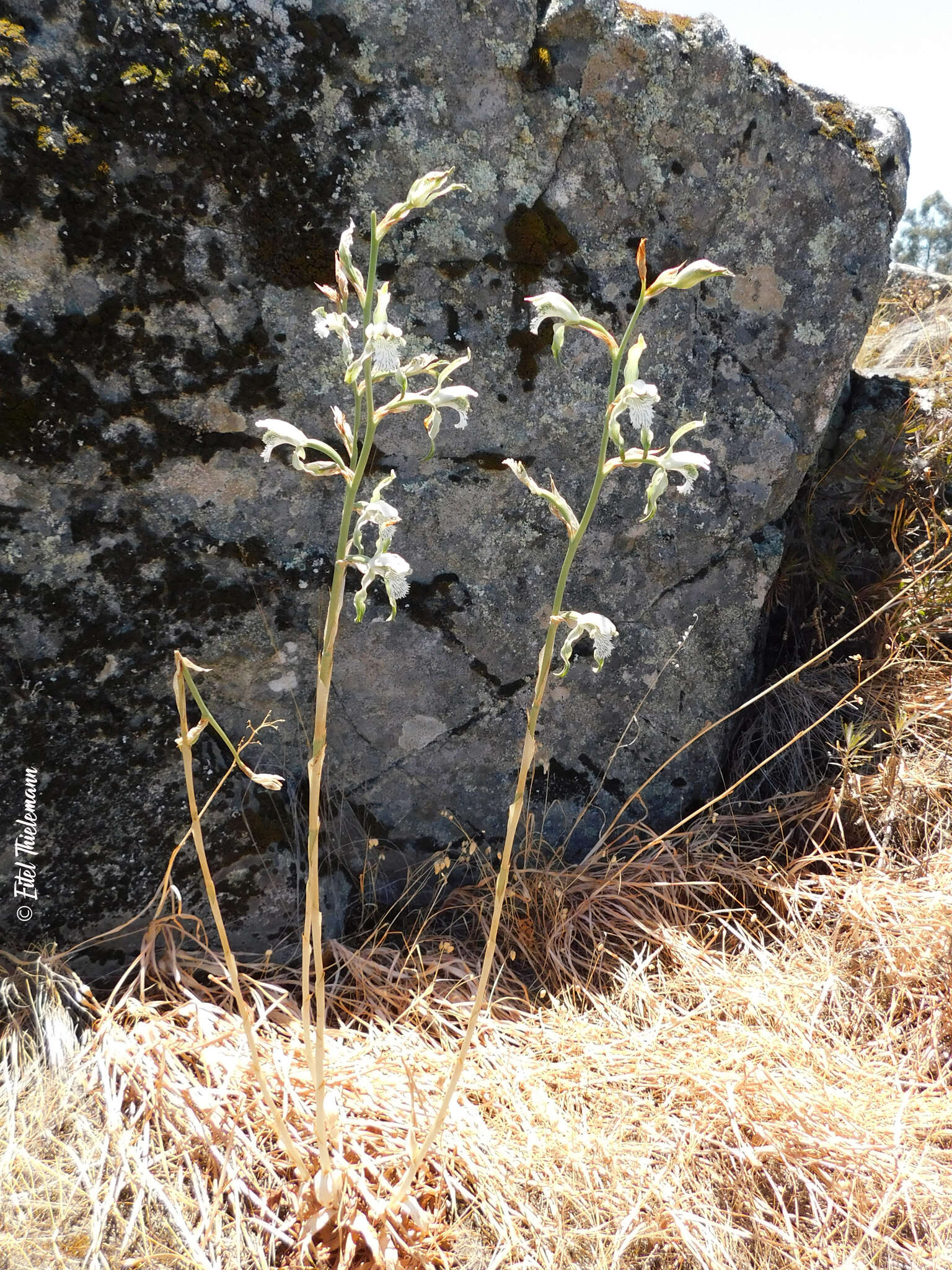 Plancia ëd Chloraea piquichen (Lam.) Lindl.