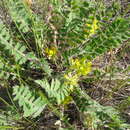 Image of Astragalus tanaiticus C. Kooh