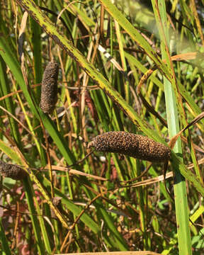 Imagem de Acorus calamus var. americanus Raf.