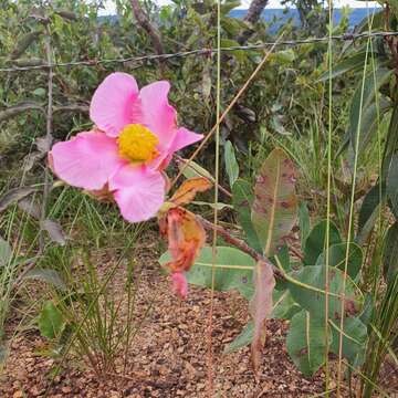 Image of Kielmeyera rubriflora Cambess.