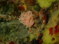 Image of coral nudibranch