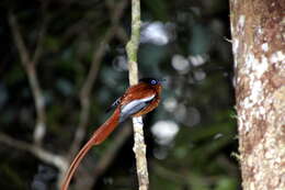 Image de Gobemouche paradis malgache