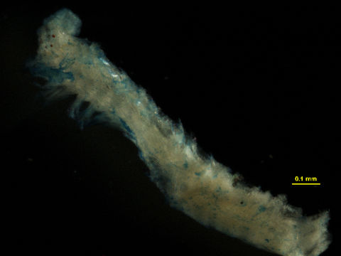 539.cmbia 00376aproprionospio pygmaeadorsolateralvrr 1328213792 jpg.580x360