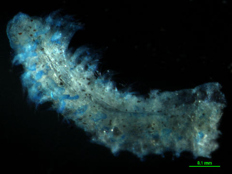 539.cmbia 00377apoprionospio pygmaeadorsalvrr 1328213792 jpg.580x360