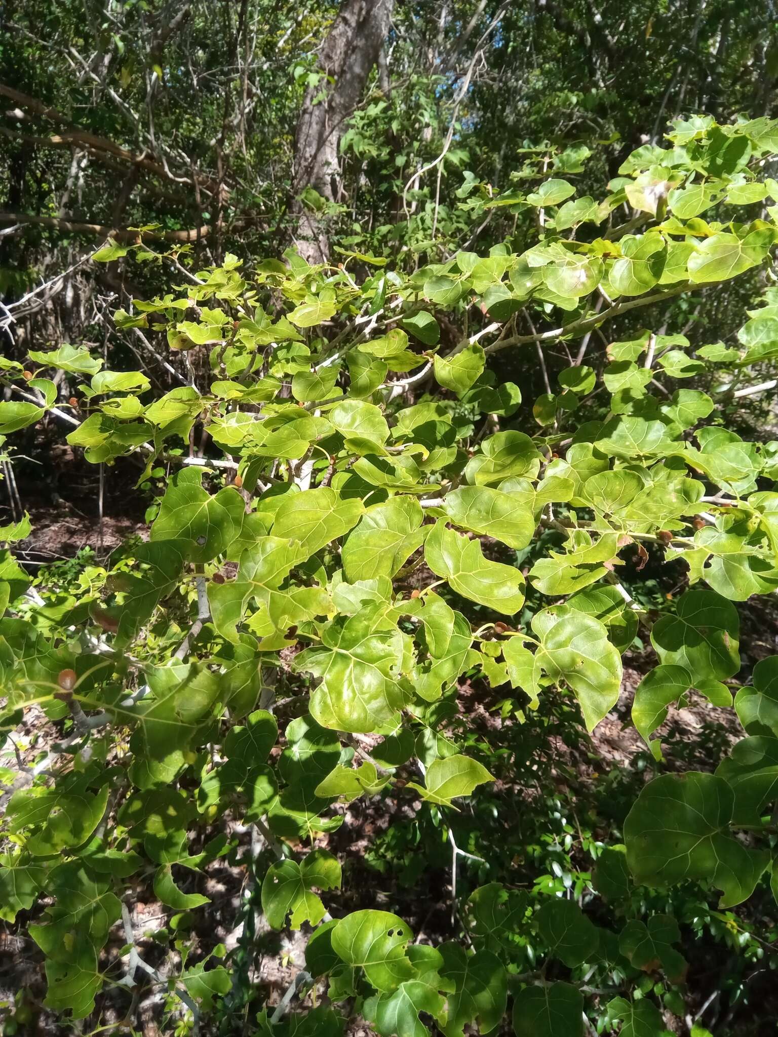 Imagem de Schizenterospermum majungense Homolle ex Arènes