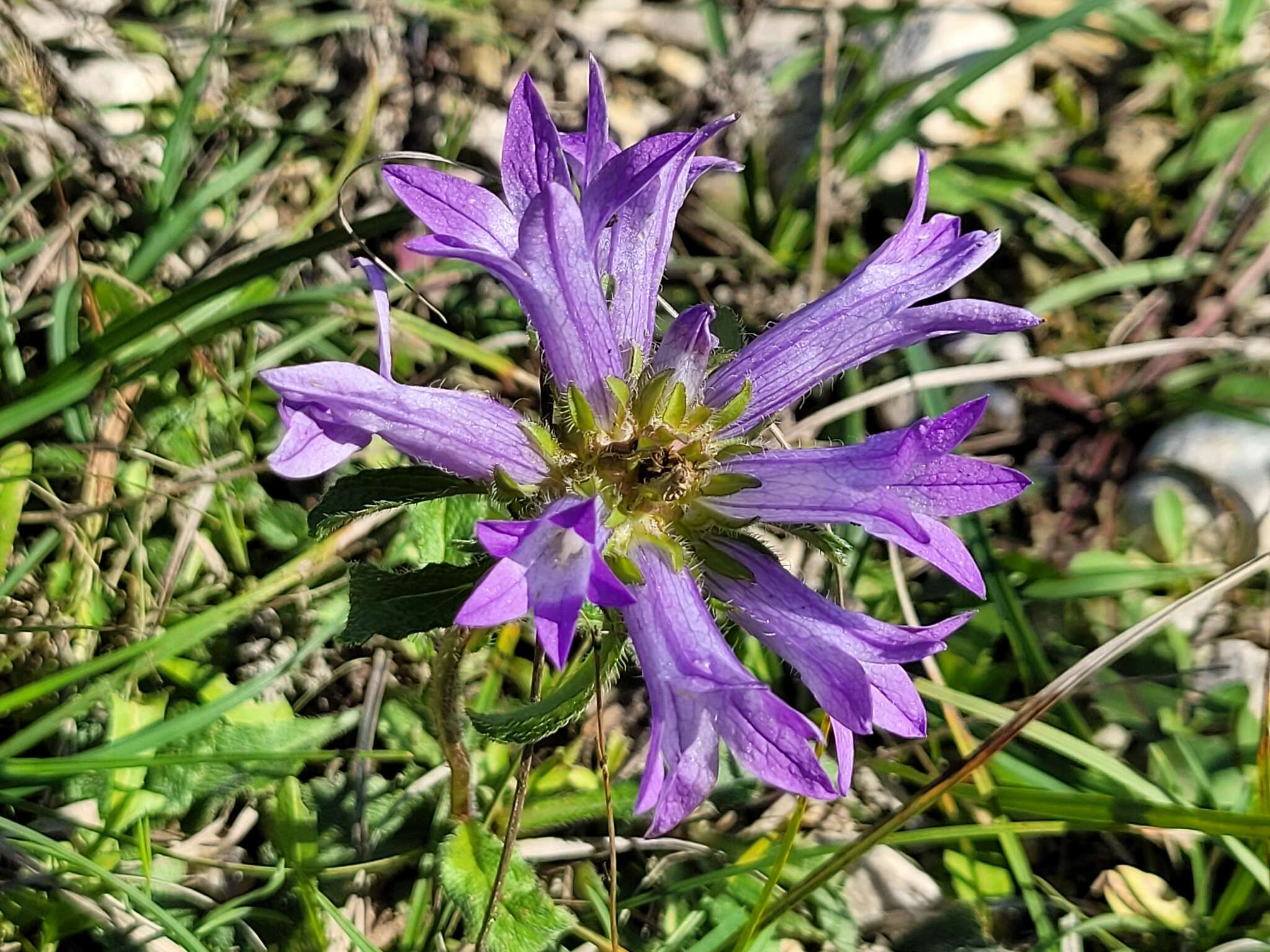 Imagem de Campanula lingulata Waldst. & Kit.