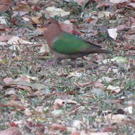 Sivun Chalcophaps longirostris Gould 1848 kuva