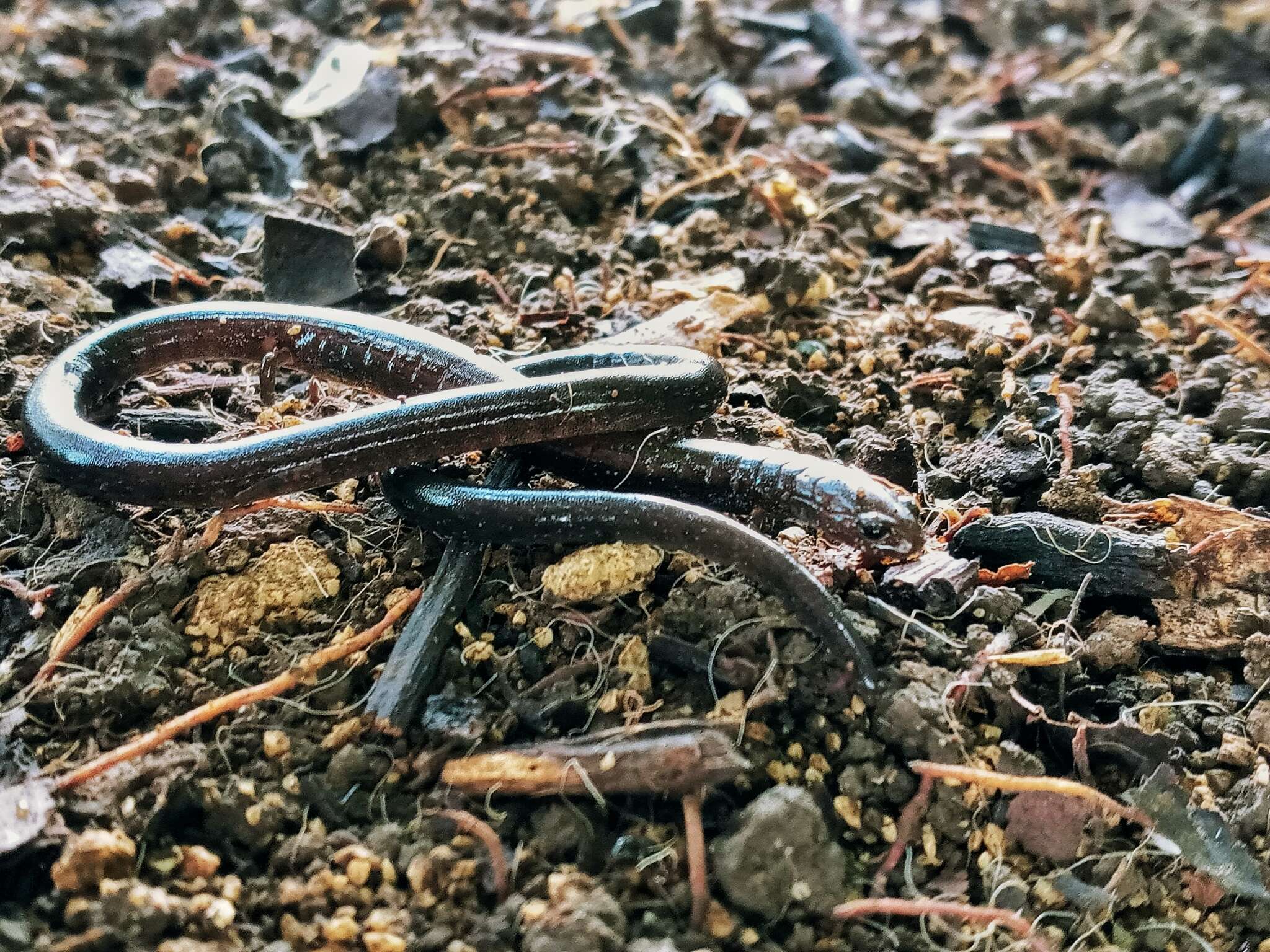 Image of Cienega Colorado Worm Salamander