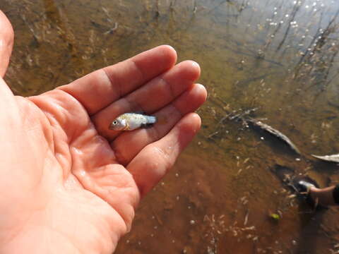 Image of Yucatan pupfish