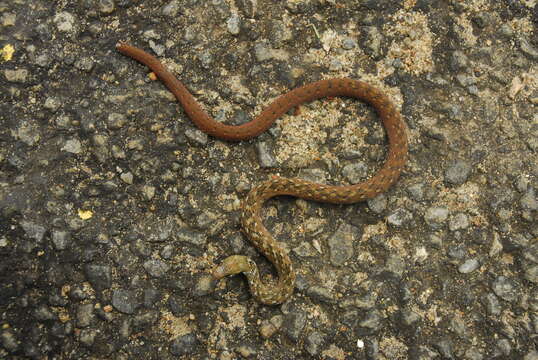 Image of Beddome’s Keelback