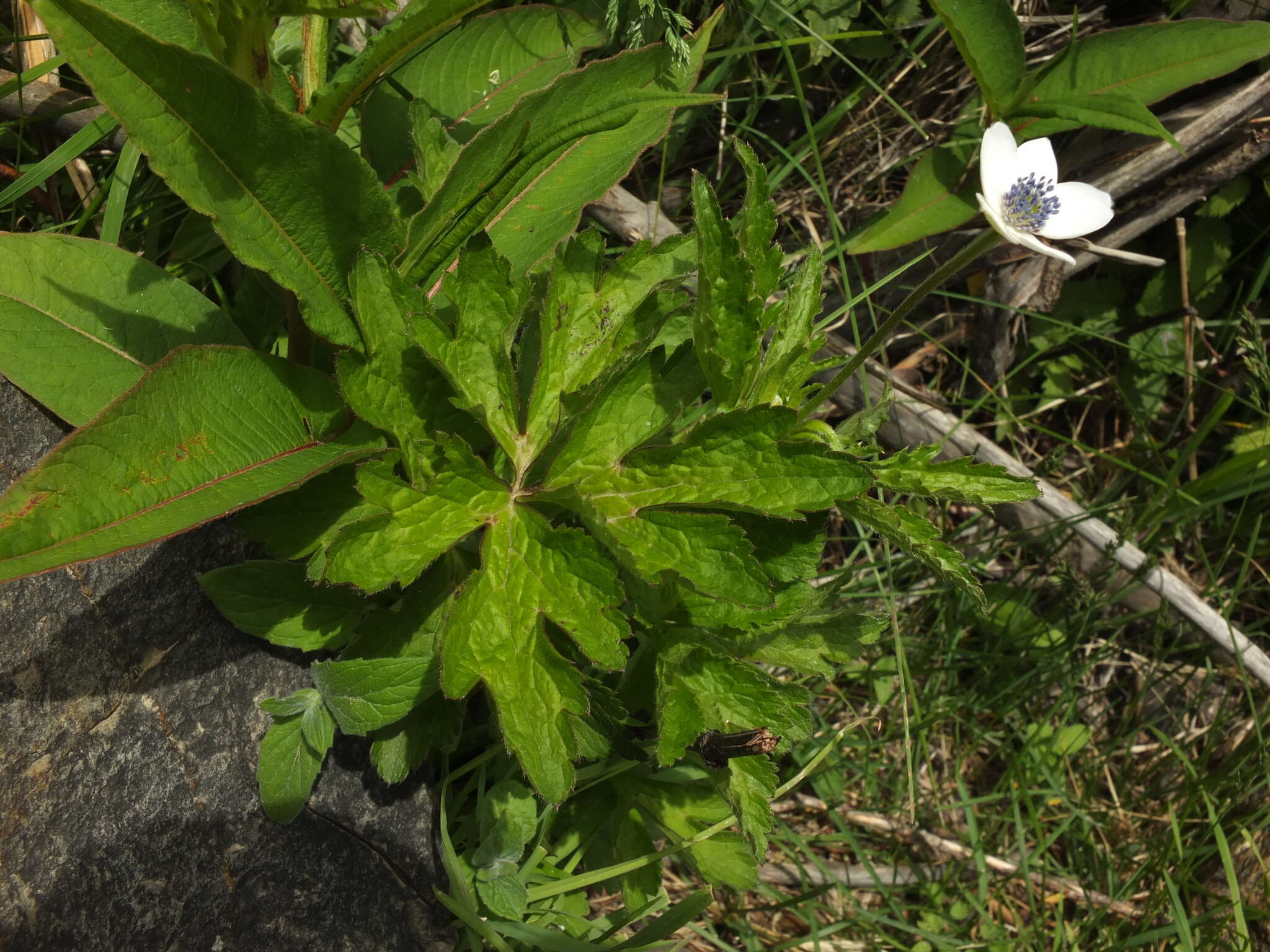 Image of Himalayan windflower