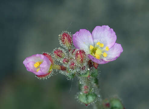 Imagem de Chylismia heterochroma Small