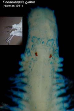 Image of <i>Podarkeopsis glabrus</i> (Hartman 1961)
