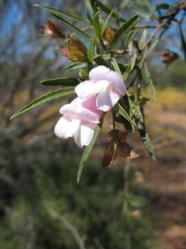 Image of Eremophila clarkei Oldfield & F. Muell.