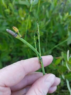 Image of smooth horsetail