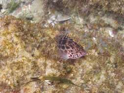 Image of Coral Hawkfish