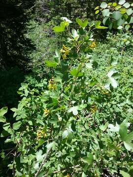 Image of Ribes aureum var. aureum