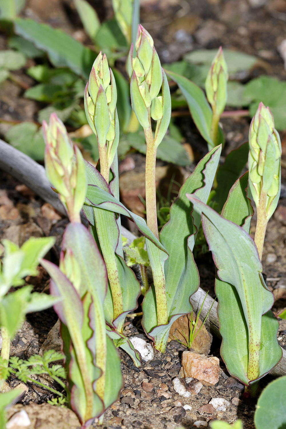 Image of Pterygodium catholicum (L.) Sw.