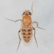 Megaselia scalaris (Loew 1866)的圖片