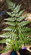 Image of pineland fern