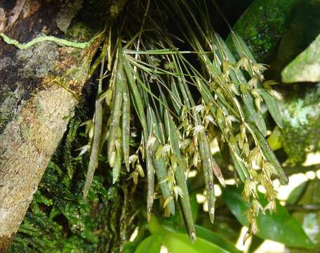 Image of Acianthera hygrophila (Barb. Rodr.) Pridgeon & M. W. Chase