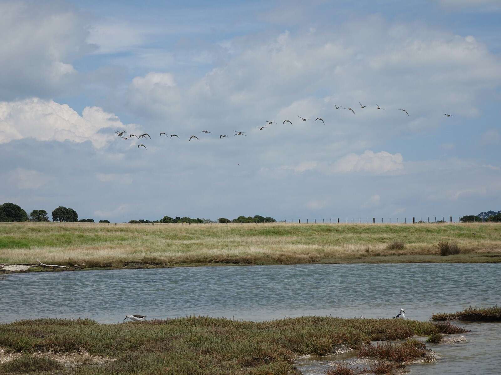 Image of Pied Stilt