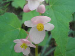 Image of Begonia palmeri S. Watson