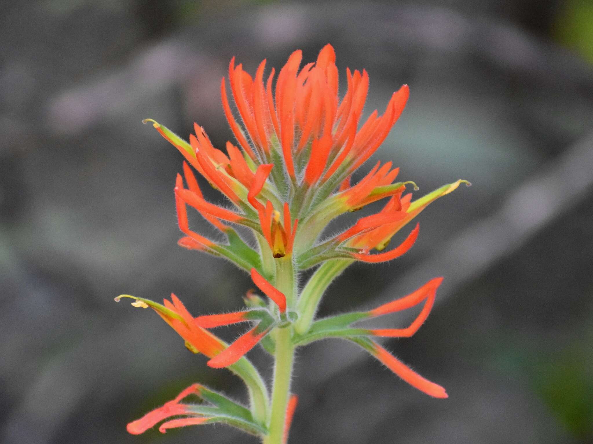 Image of longleaf Indian paintbrush