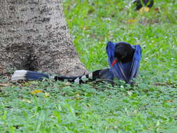 Image of Formosan Magpie