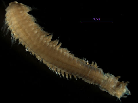 Image of <i>Glycinde armigera</i> Moore 1911
