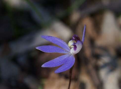 Image of Eastern tiny blue china orchid