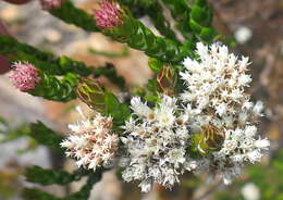 Image of Metalasia pulcherrima pallescens (Harv.) Karis