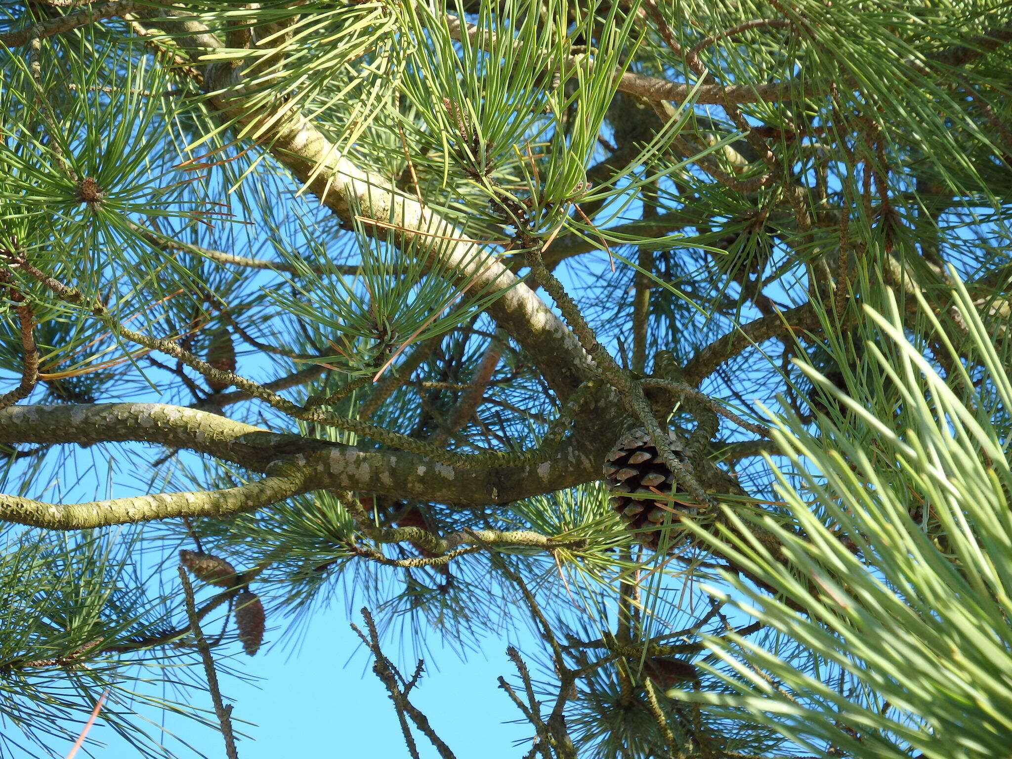 Image of Maritime Pine