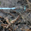 Image de Orthetrum monardi Schmidt 1951