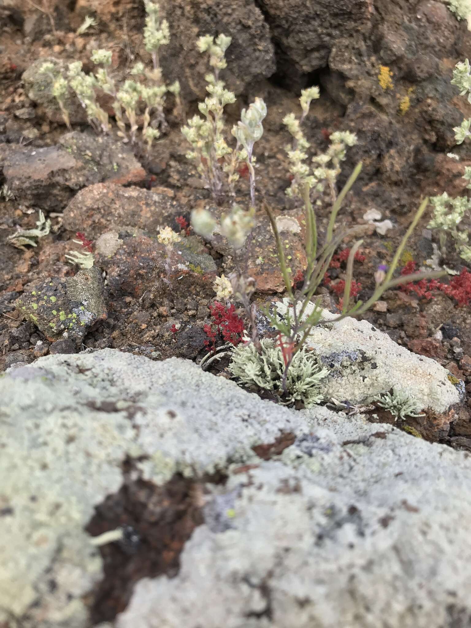 Image of Santa Cruz Island winged rockcress