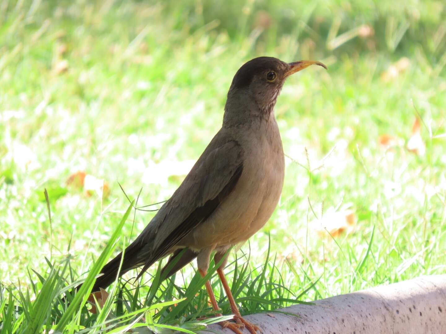 Image de Turdus falcklandii magellanicus King & PP 1831