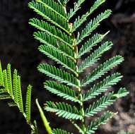 Sivun Acacia deanei (R. T. Baker) M. B. Welch, Coombs & McGlynn kuva