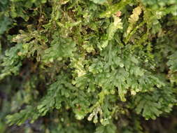 Image of treemoss bristle fern