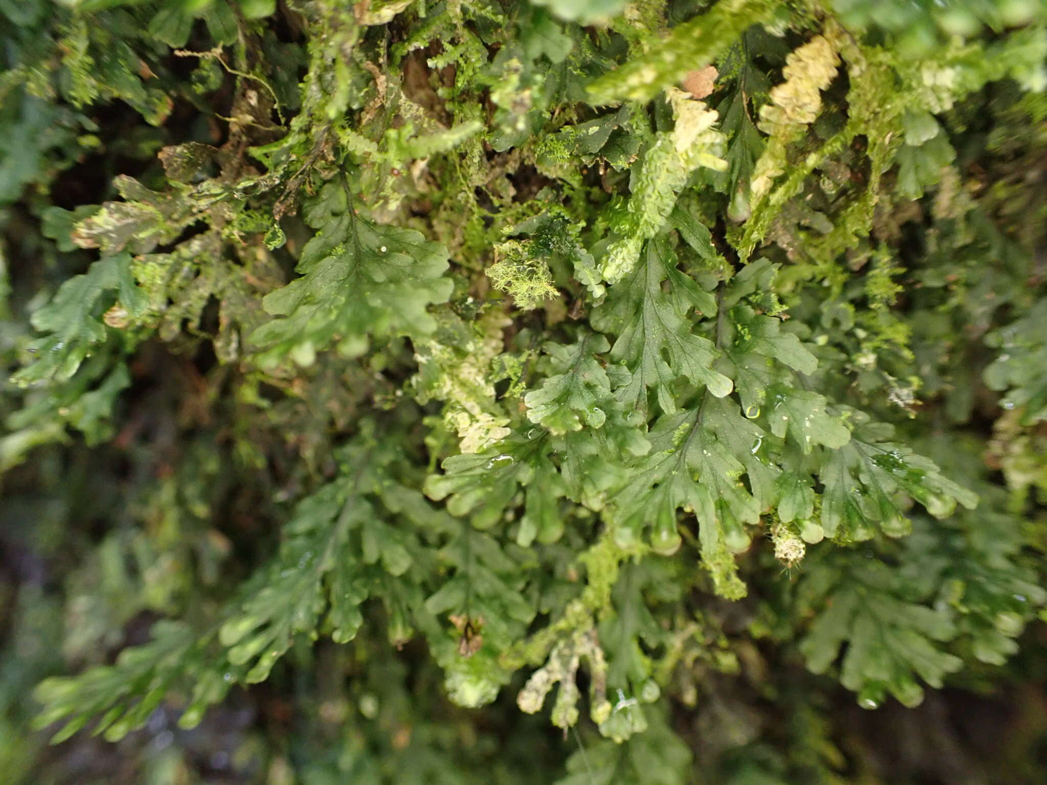 Image of treemoss bristle fern